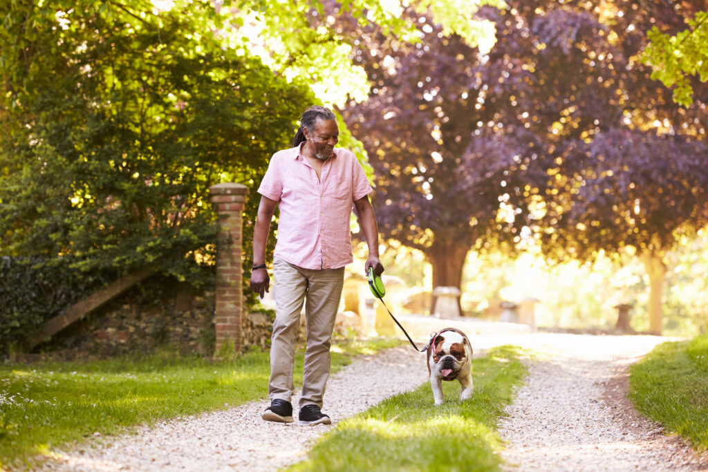 Man walking bulldog