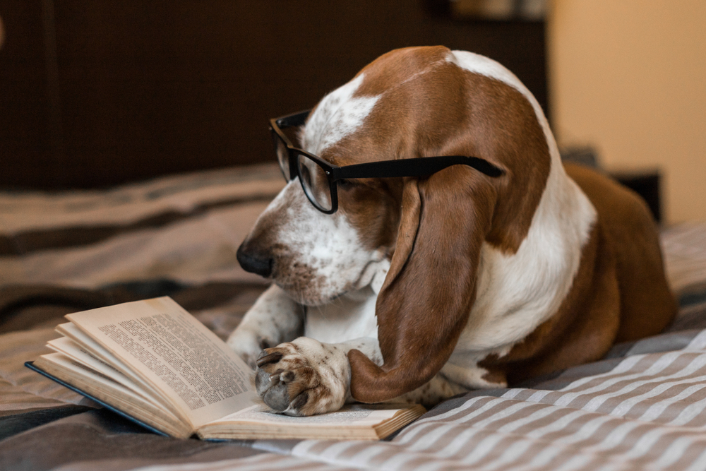 Basset Hound dog brown and white intelligent intellectual reading book of glasses on the bed.