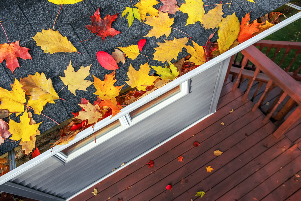 Leaves on roof